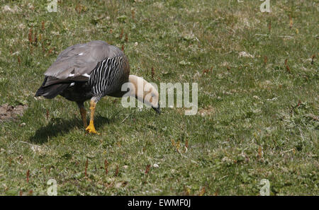 Upland Gans weibliche Falkland-Inseln Stockfoto