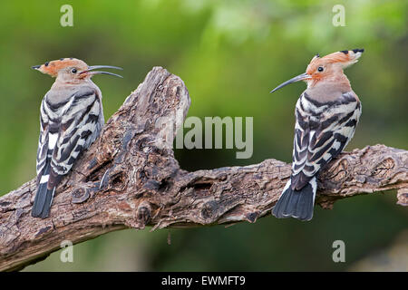 Wiedehopf (Upupa Epops) paar, Paarung, Balz, Männlich, Weiblich, Toscana, Italien Stockfoto