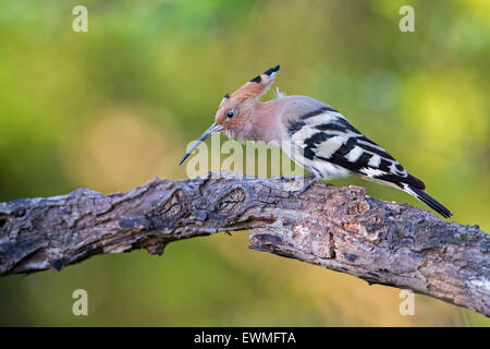 Wiedehopf (Upupa Epops) männlich, Nahrungssuche, Toscana, Italien Stockfoto