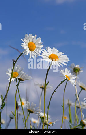 Ochsenaugen-Gänseblümchen Leucanthemum vulgare in Wiese Stockfoto