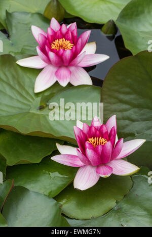 Seerose (Nymphaea SP.), Baden-Württemberg, Deutschland Stockfoto