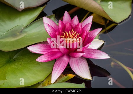 Seerose (Nymphaea SP.), Baden-Württemberg, Deutschland Stockfoto