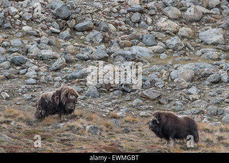 Moschusochsen oder Moschusochsen (Ovibos Moschatus), Kaiser Franz Joseph Fjord, Nordost-Grönland-Nationalpark, Grönland Stockfoto