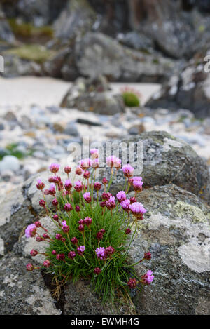 Sparsamkeit, Armeria Maritima, Wildblumen, auf der Isle of Mull, Hebriden, Argyll and Bute, Scotland Stockfoto