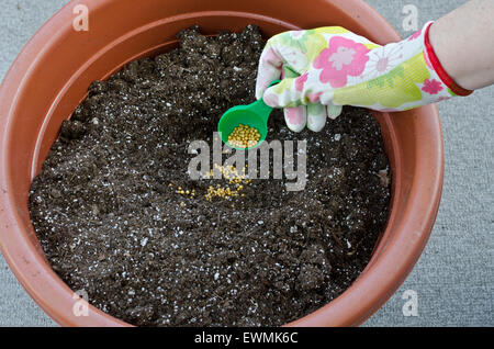 Container Gardening, Vergießen einer Anlage. Schritt 1: Hinzufügen von kontrollierten Langzeitdünger pellets in die Blumenerde. Model Released. Stockfoto