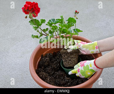 Container Gardening, Vergießen einer Anlage. Schritt 4 von 7: Die Blume aus kleinen Topf in große Container neu bepflanzt. Model Released. Stockfoto