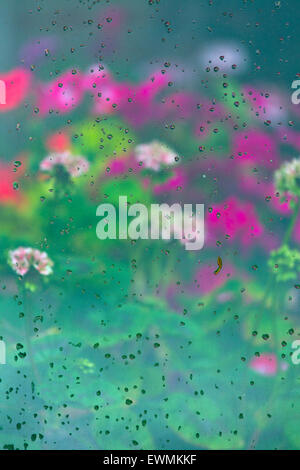 Pelargonien durch das Glas eines Treibhauses nach Regen Stockfoto