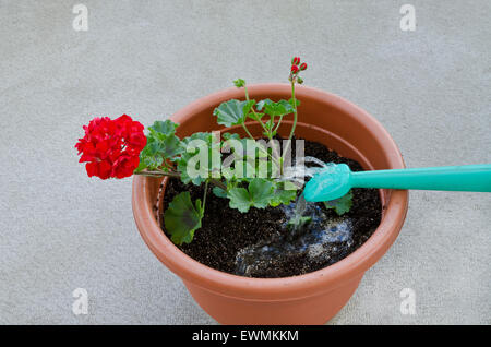Container Gartenarbeit Schritt 7 von 7-geben der Pflanze (rote Geranie) etwas Wasser, nachdem es in den Topf gepflanzt worden. Stockfoto