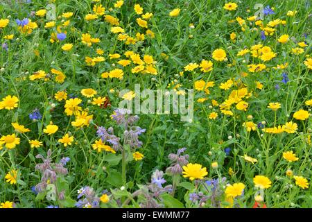 Ringelblume & Borretsch & Kornblume & gemeinsamen Klatschmohn Blüte auf einer Wiese im Sommer Stockfoto