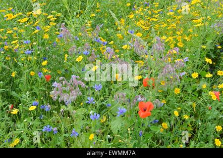 Ringelblume & Borretsch & Kornblume & gemeinsamen Klatschmohn Blüte auf einer Wiese im Sommer Stockfoto