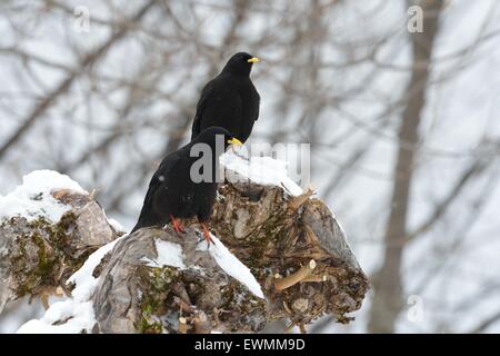 Alipine Alpenkrähe - thront Yellow-billed Alpenkrähe (Pyrrhocorax Graculus) paar auf einem Baum im Schnee Leysin - Waadt - Schweiz Stockfoto