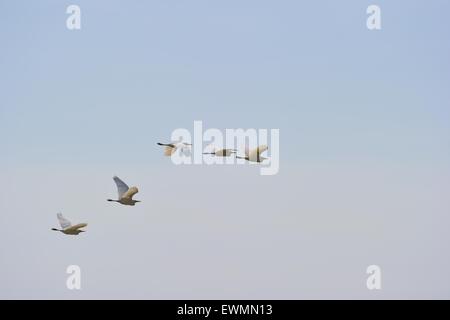 Kuhreiher - Kuhreiher (Bubulcus Ibis - Ardea Ibis - Egretta Ibis) strömen im Flug Lake Baringo - Kenia - Ost-Afrika Stockfoto