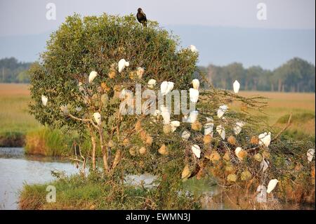 Kuhreiher (Bubulcus Ibis - Ardea Ibis - Egretta Ibis) Vogelschwarm Schlafplatz auf einem Baum bei Sonnenuntergang mit afrikanischen Openbill Storch Stockfoto