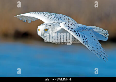 Schneeeule im Flug Stockfoto