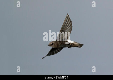 wenig Swift (Apus Affinis) im Flug Stockfoto