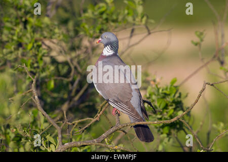 Ringeltaube Columba Palumbus ruht in ältere bush Stockfoto