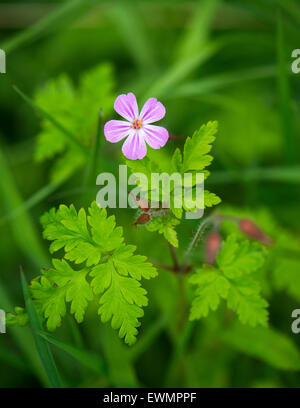 Herb Robert wächst auf einem Feldseite, Highland Perthshire, Schottland. Stockfoto