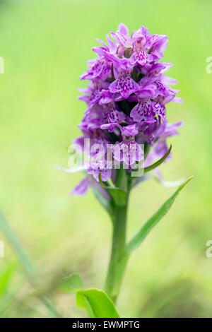 Nord-Knabenkraut, wächst auf der Wiese, Highland Perthshire, Schottland. Stockfoto