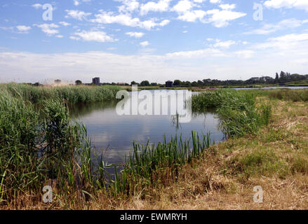 London Wetland Centre in Barnes, London Stockfoto