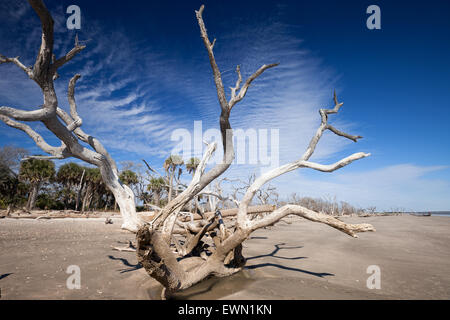 Botany Bay Strand, Edisto Island, South Carolina, USA Stockfoto