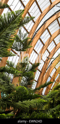 Nach oben mit Blick auf das Glasdach des Winter Gardens in Sheffield Stockfoto