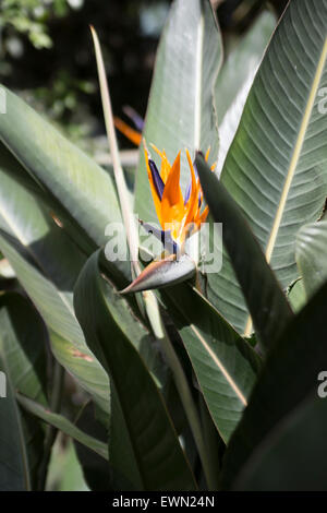 Nahaufnahme Bild einer Paradiesvogelblume Pflanze in voller Blüte Stockfoto