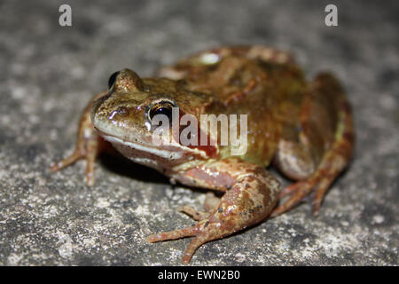 Grasfrosch am Wanderweg Stockfoto