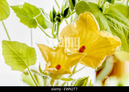 Junger gelber Kürbis Blume mit zarten grünen Blätter Stockfoto