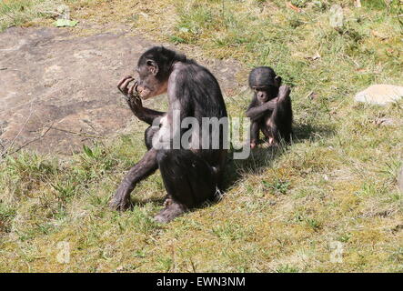 Ältere weibliche Bonobo oder Pygmy Schimpanse (Pan Paniscus) mit ihren jungen baby Stockfoto