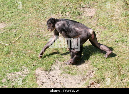 Ältere weibliche Bonobo oder Pygmy Schimpanse (Pan Paniscus) mit ihrem jungen Kind klammerte sich an ihr Bein, während sie geht Stockfoto