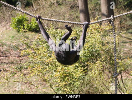 Gratwanderung zu Fuß Bonobo oder (ehemals) Pygmy Schimpanse (Pan Paniscus) in Apenheul Primate Zoo, Niederlande Stockfoto