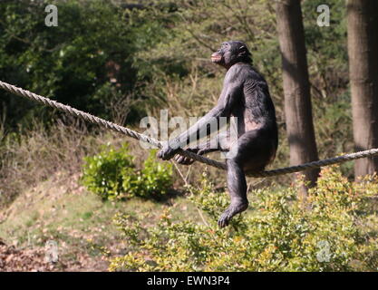 Gratwanderung zu Fuß Bonobo oder (ehemals) Pygmy Schimpanse (Pan Paniscus) in Apenheul Primate Zoo, Niederlande Stockfoto