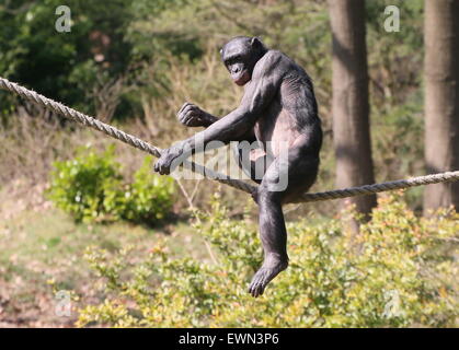 Gratwanderung zu Fuß Bonobo oder (ehemals) Pygmy Schimpanse (Pan Paniscus) in Apenheul Primate Zoo, Niederlande Stockfoto