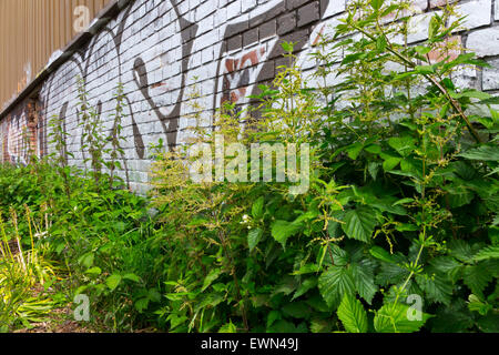 Urtica Dioica gemeinsame Brennnesseln Brennesseln urban graffiti Stockfoto