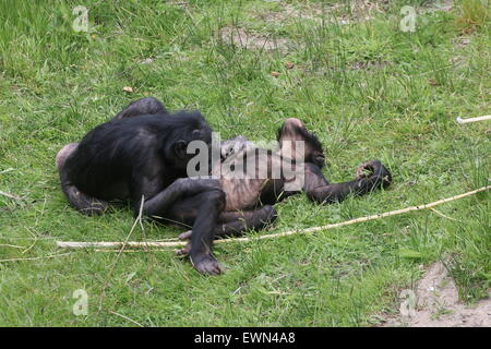 Junge männliche Bonobos oder Pygmy Schimpansen (Pan Paniscus) pflegen einander, ein auf dem Rücken liegend Stockfoto