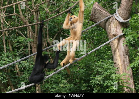 Familie von gelben Wangen Gibbons (Nomascus Gabriellae) in Amsterdam Artis Zoo. Aka Wangen rot oder golden (Schopfgibbon). Stockfoto