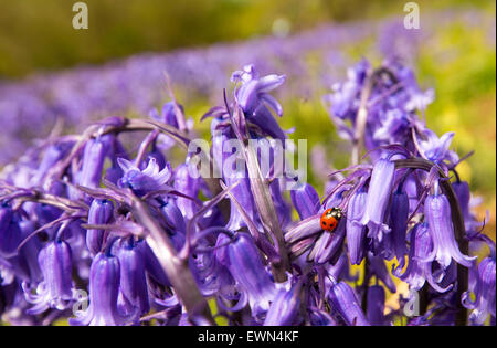 Ein Marienkäfer auf Glockenblumen über Austwick in den Yorkshire Dales, UK. Stockfoto