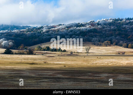 Farben des Herbstes und frozen Tree Tops in der kalifornischen Landschaft. Stockfoto