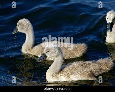 Zwei junge Höckerschwäne sind im See schwimmen. Stockfoto