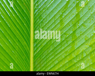 Abstraktes Bild von Green Palm verlässt in der Natur Stockfoto