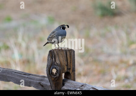 California Valley Wachteln in der Nevada Wüste, früh Frühling Stockfoto