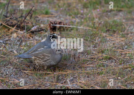 California Valley Wachteln in der Nevada Wüste, früh Frühling Stockfoto