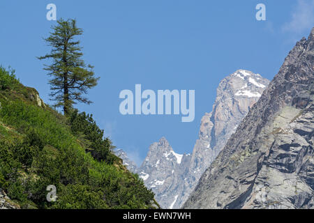 Einsame Europäische Lärche (Larix Decidua) am Berghang in den Alpen Stockfoto