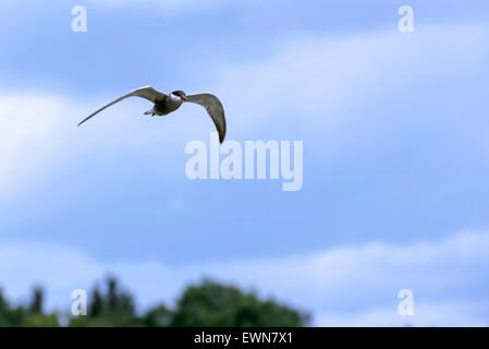 Weissbart-Seeschwalbe (Chlidonias Hybrida / Chlidonias Hybridus) im Flug Stockfoto