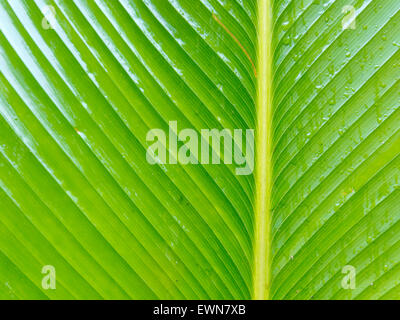 Abstraktes Bild von Green Palm verlässt in der Natur Stockfoto