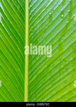 Abstraktes Bild von Green Palm verlässt in der Natur Stockfoto