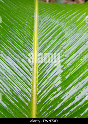 Abstraktes Bild von Green Palm verlässt in der Natur Stockfoto