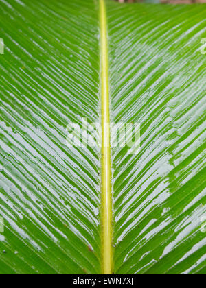 Abstraktes Bild von Green Palm verlässt in der Natur Stockfoto