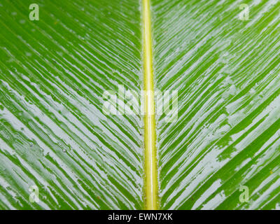 Abstraktes Bild von Green Palm verlässt in der Natur Stockfoto