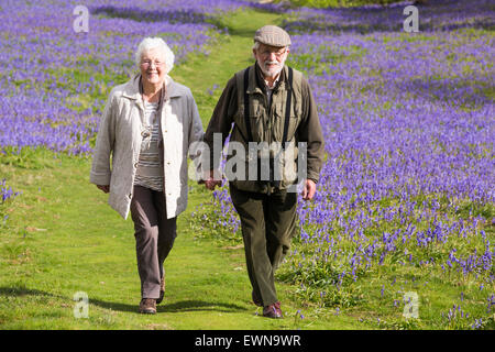 Ein altes Ehepaar, ein Spaziergang durch Glockenblumen über Austwick in den Yorkshire Dales, UK. Stockfoto